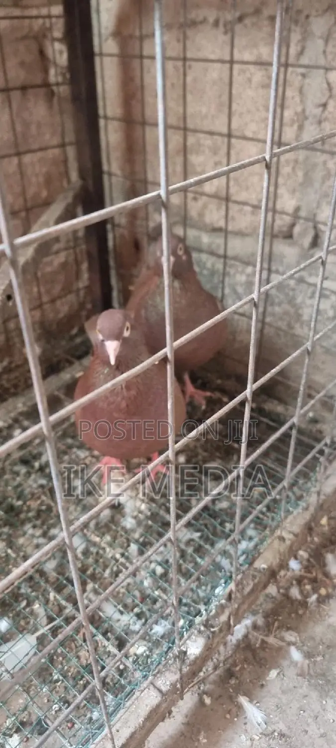 Recessive Red Pigeons