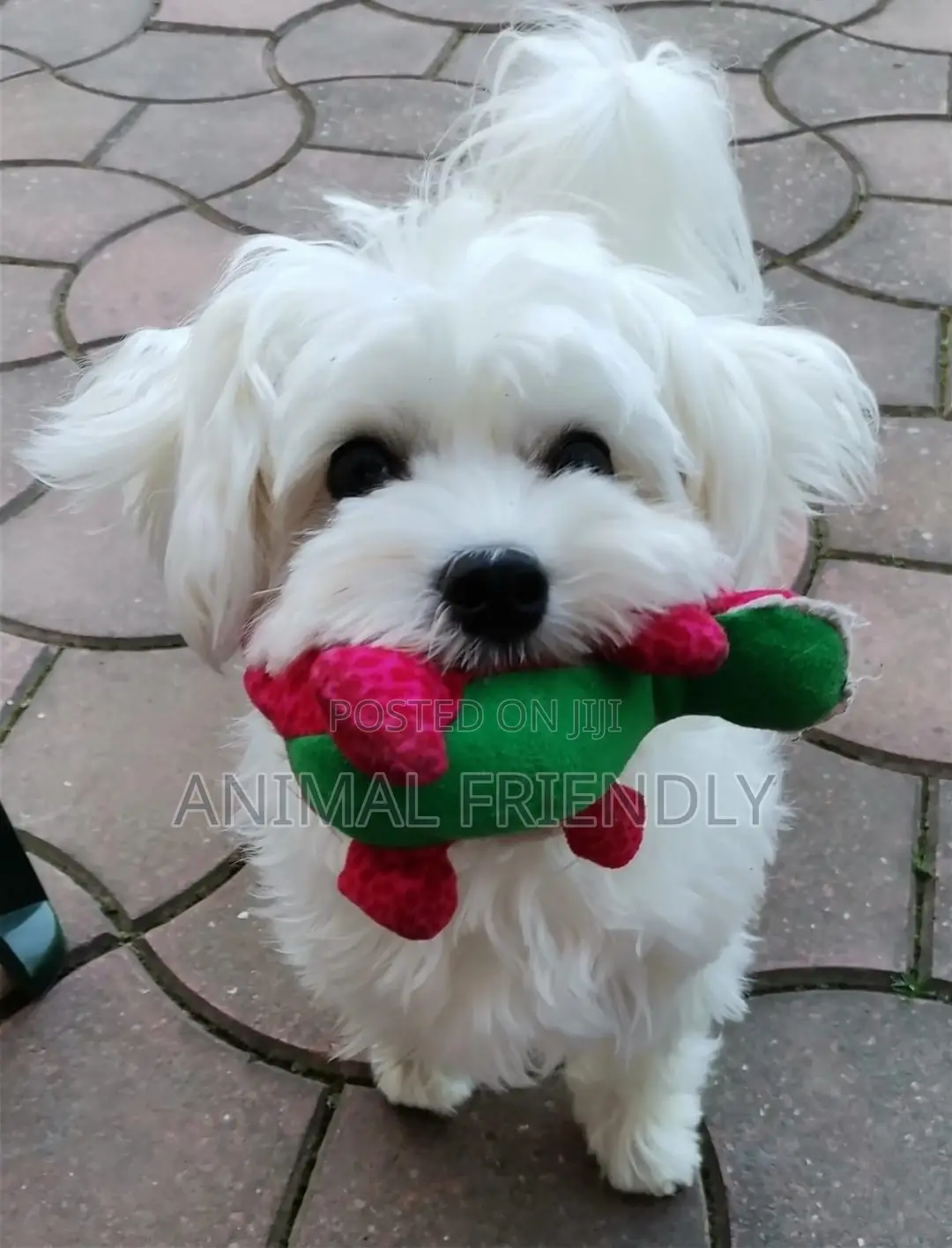 1-3 months Female Purebred Poodle