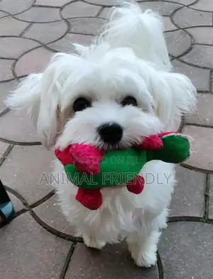 1-3 months Female Purebred Poodle