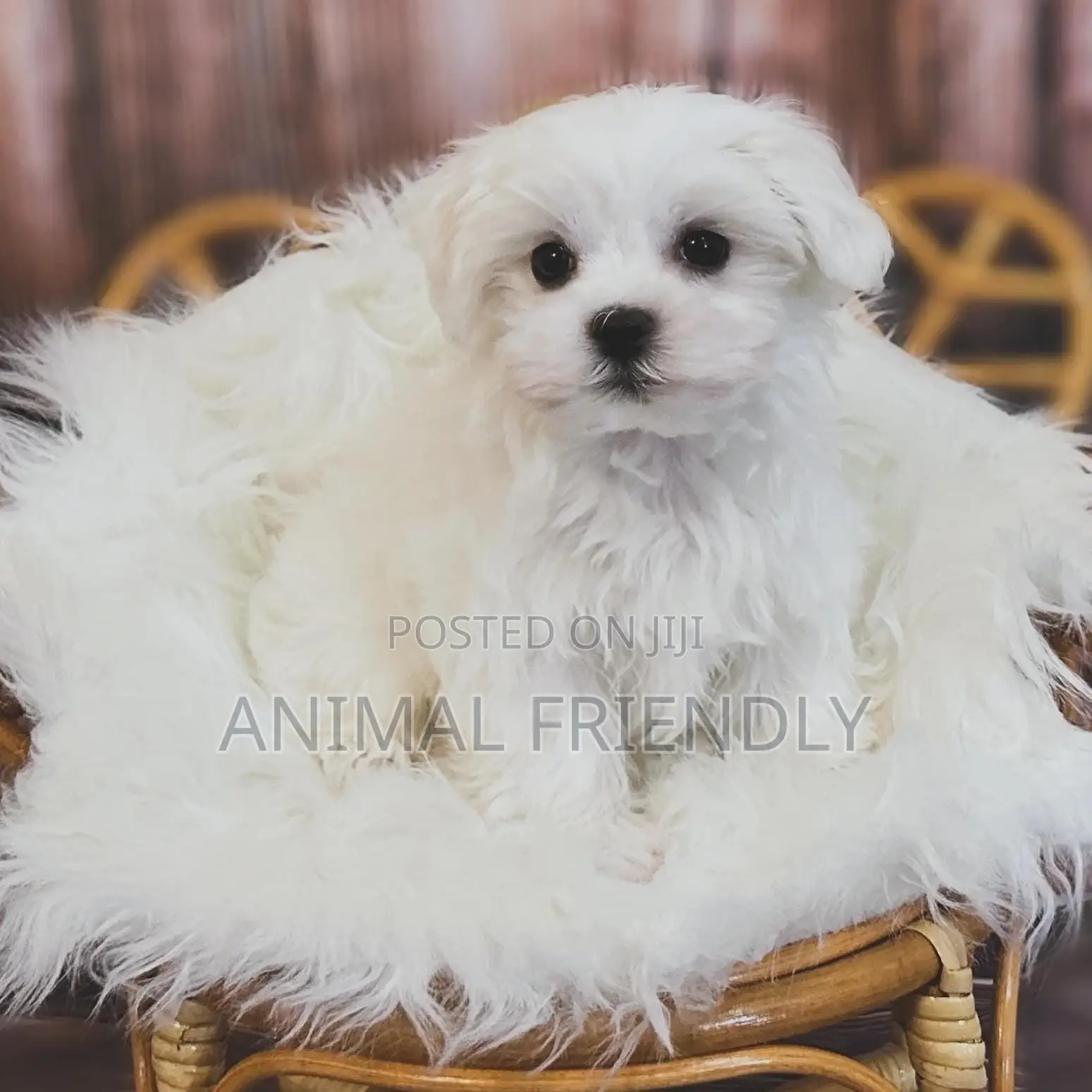 1-3 months Female Purebred Lhasa Apso