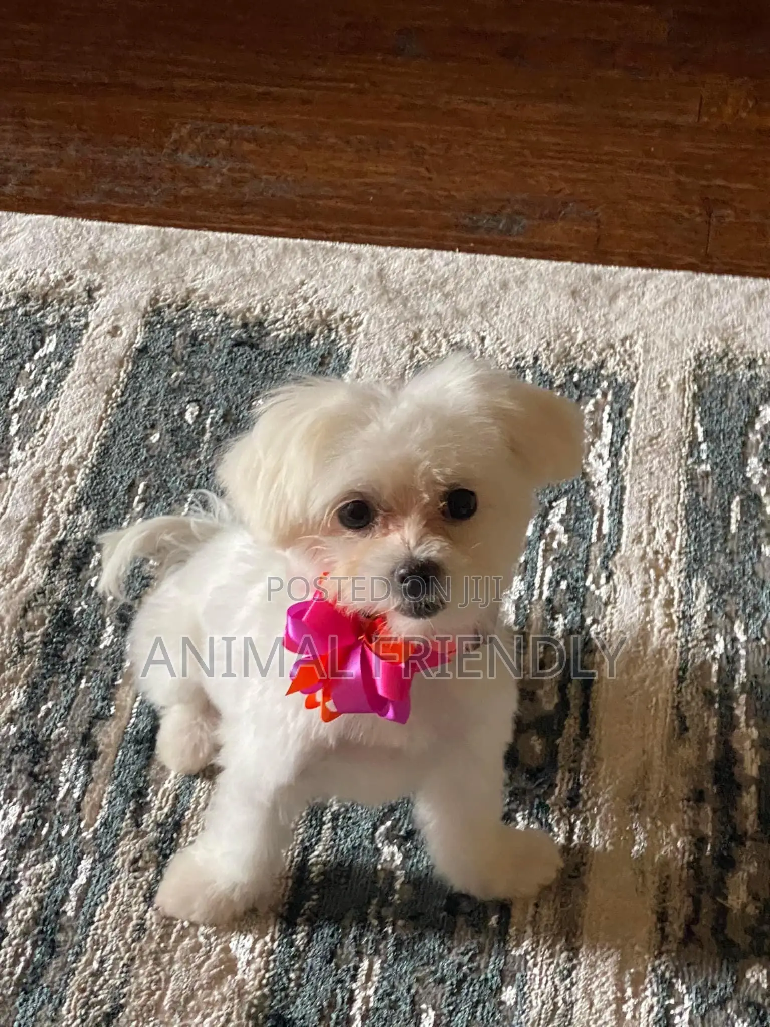 1-3 months Female Purebred Lhasa Apso