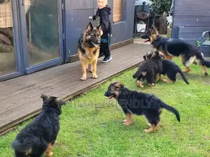 3-6 months Female Purebred German Shepherd