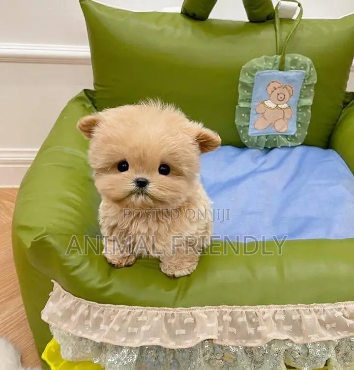 3-6 months Female Purebred Maltese