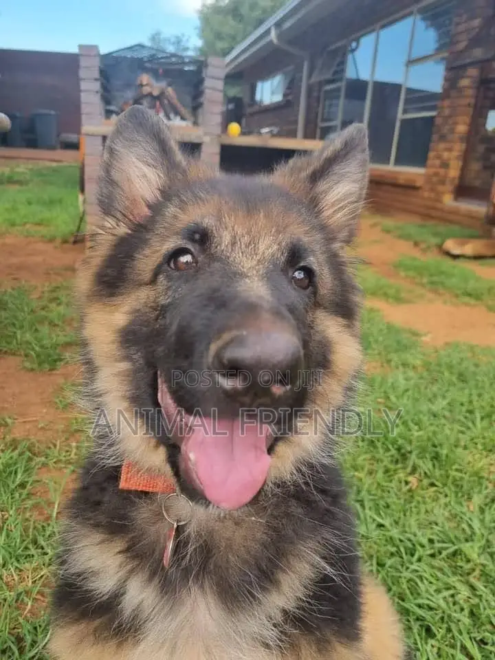 1-3 months Female Purebred German Shepherd