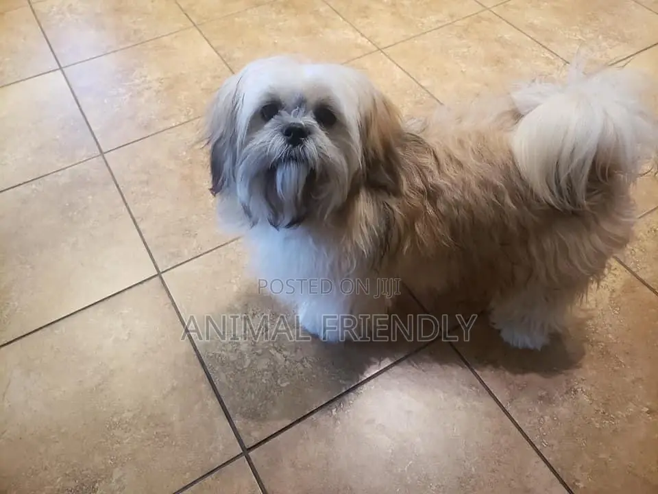 1-3 months Female Purebred Havanese