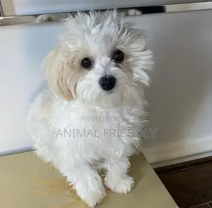 1-3 months Female Purebred Poodle
