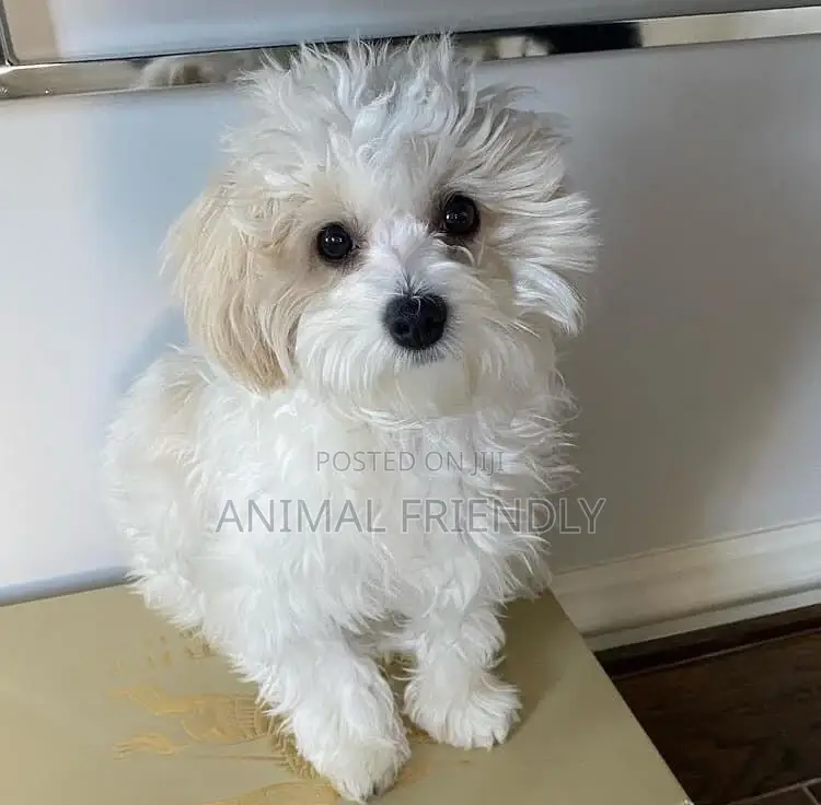 1-3 months Female Purebred Poodle