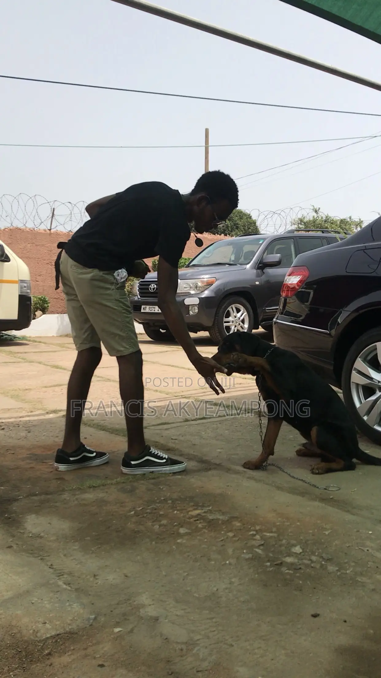 Dog Behaviorist