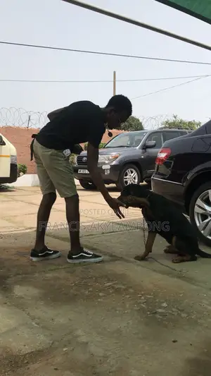 Dog Behaviorist