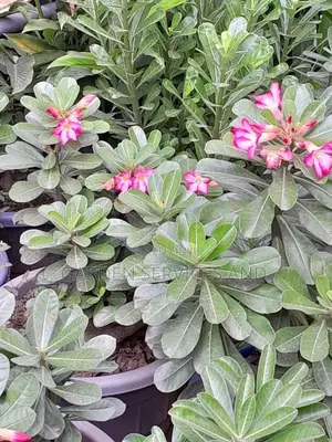 Desert Rose for Sale