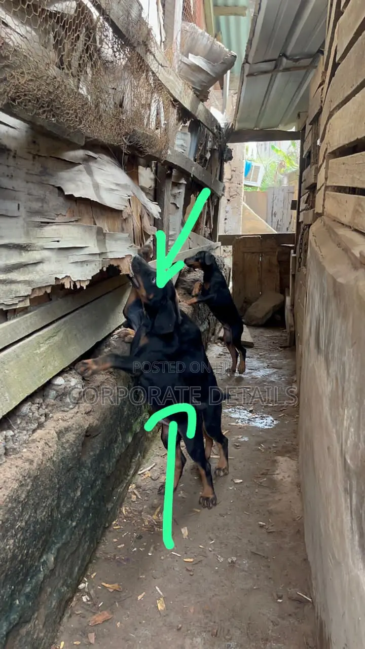1-3 months Male Purebred Doberman Pinscher