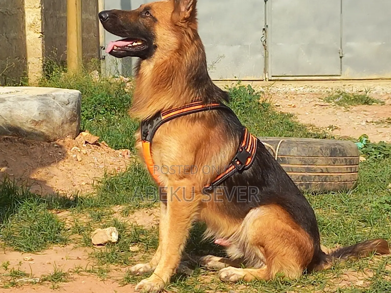 2+ Year Male Purebred German Shepherd for Crossing Services