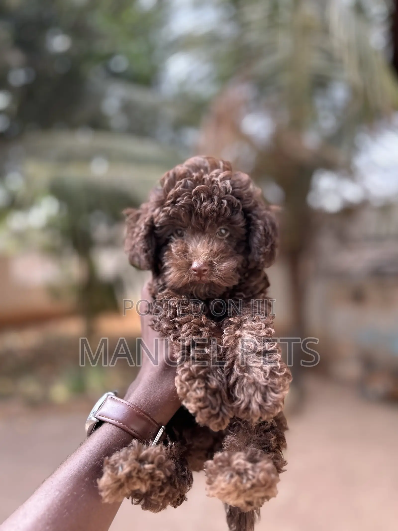 1-3 months Male Purebred Poodle