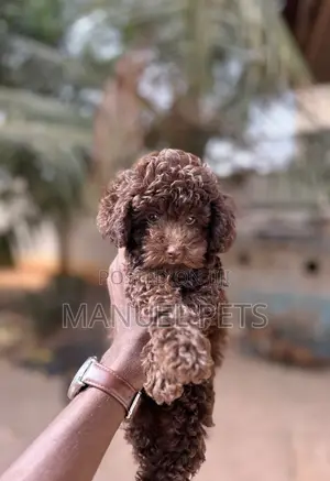 1-3 months Male Purebred Poodle