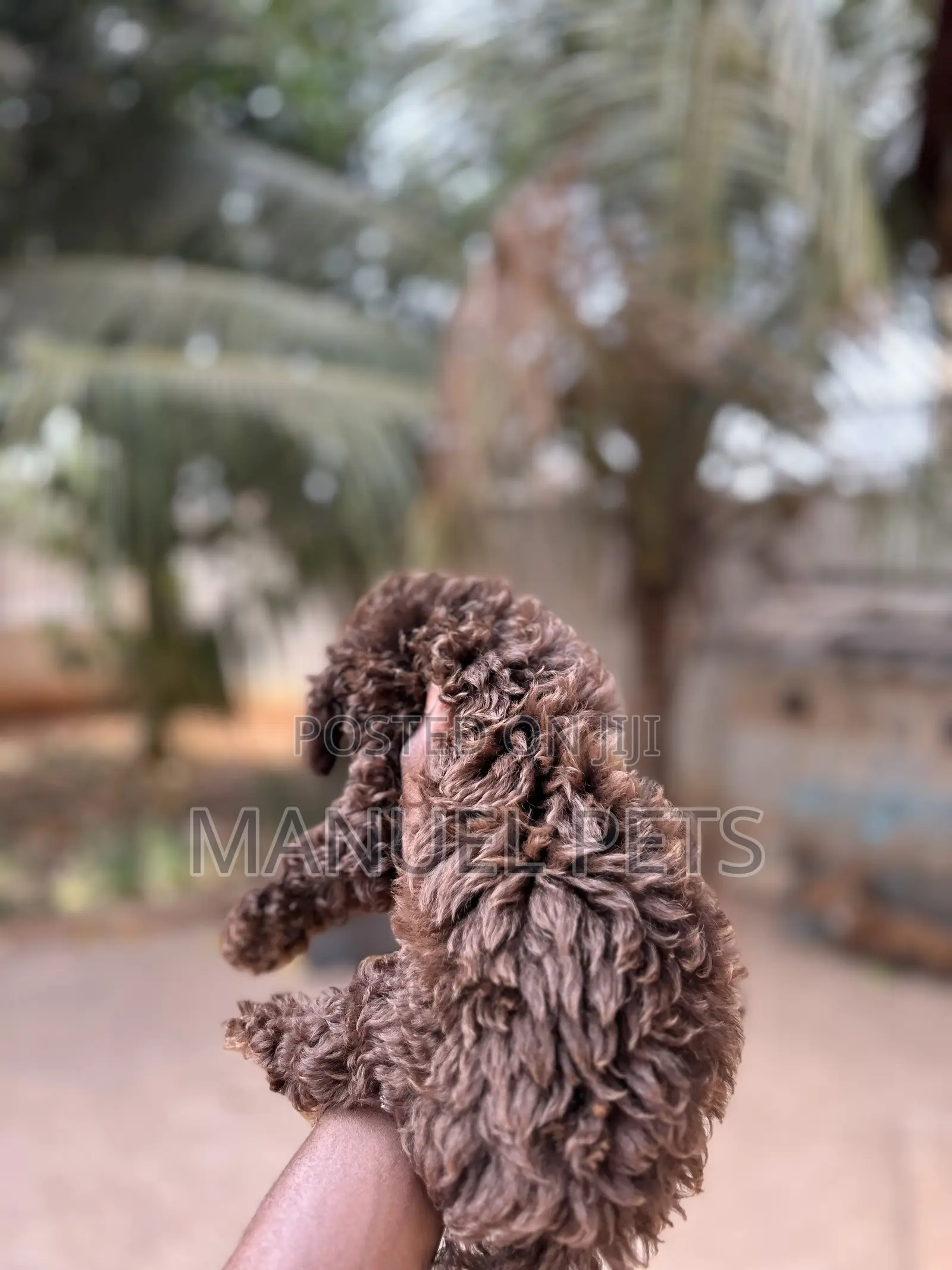 1-3 months Male Purebred Poodle