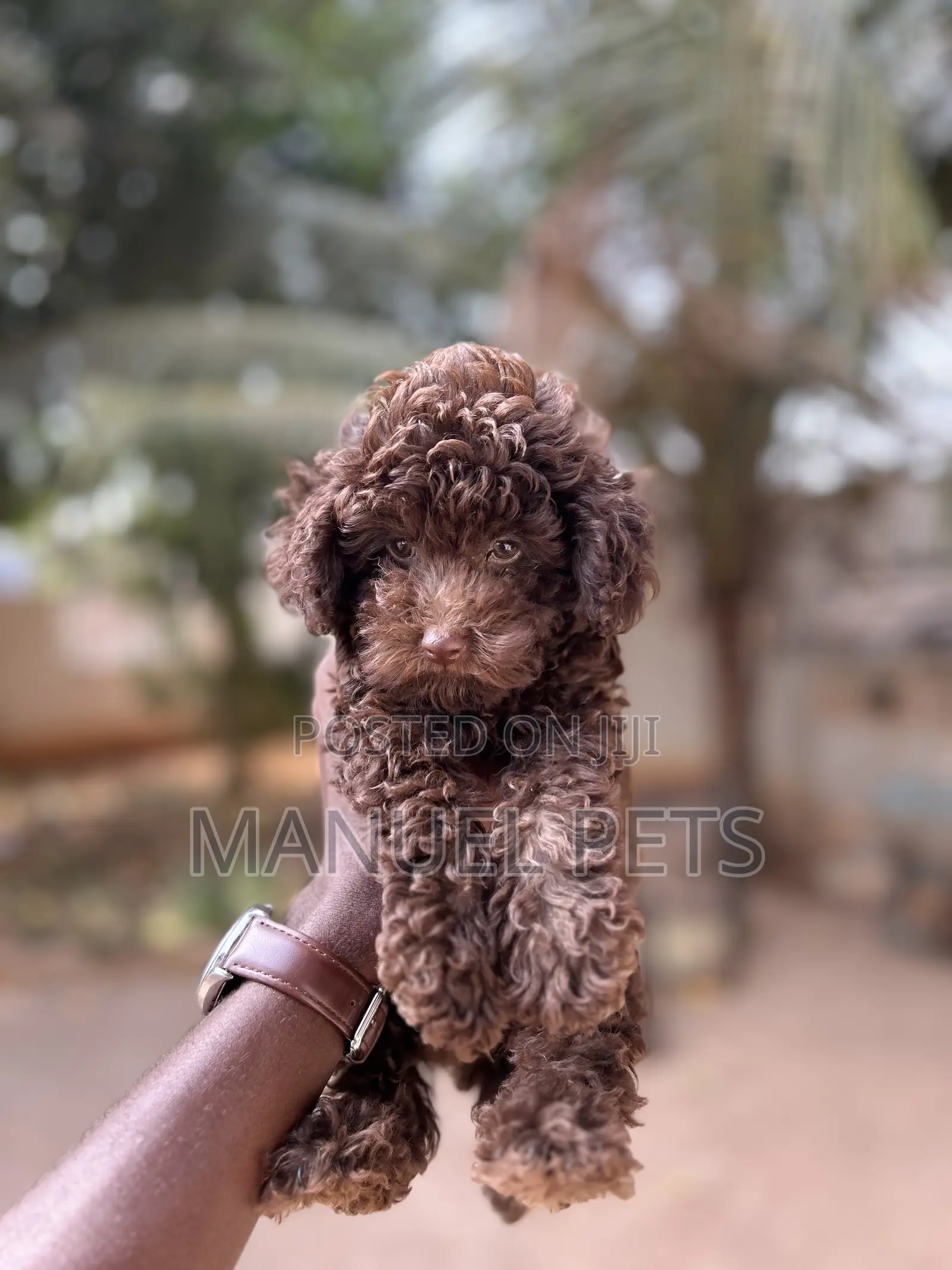 1-3 months Male Purebred Poodle