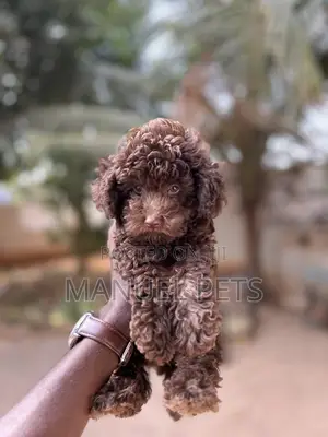 1-3 months Male Purebred Poodle