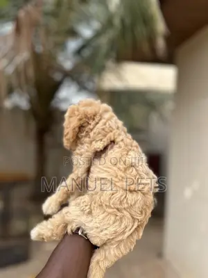 1-3 months Female Purebred Poodle