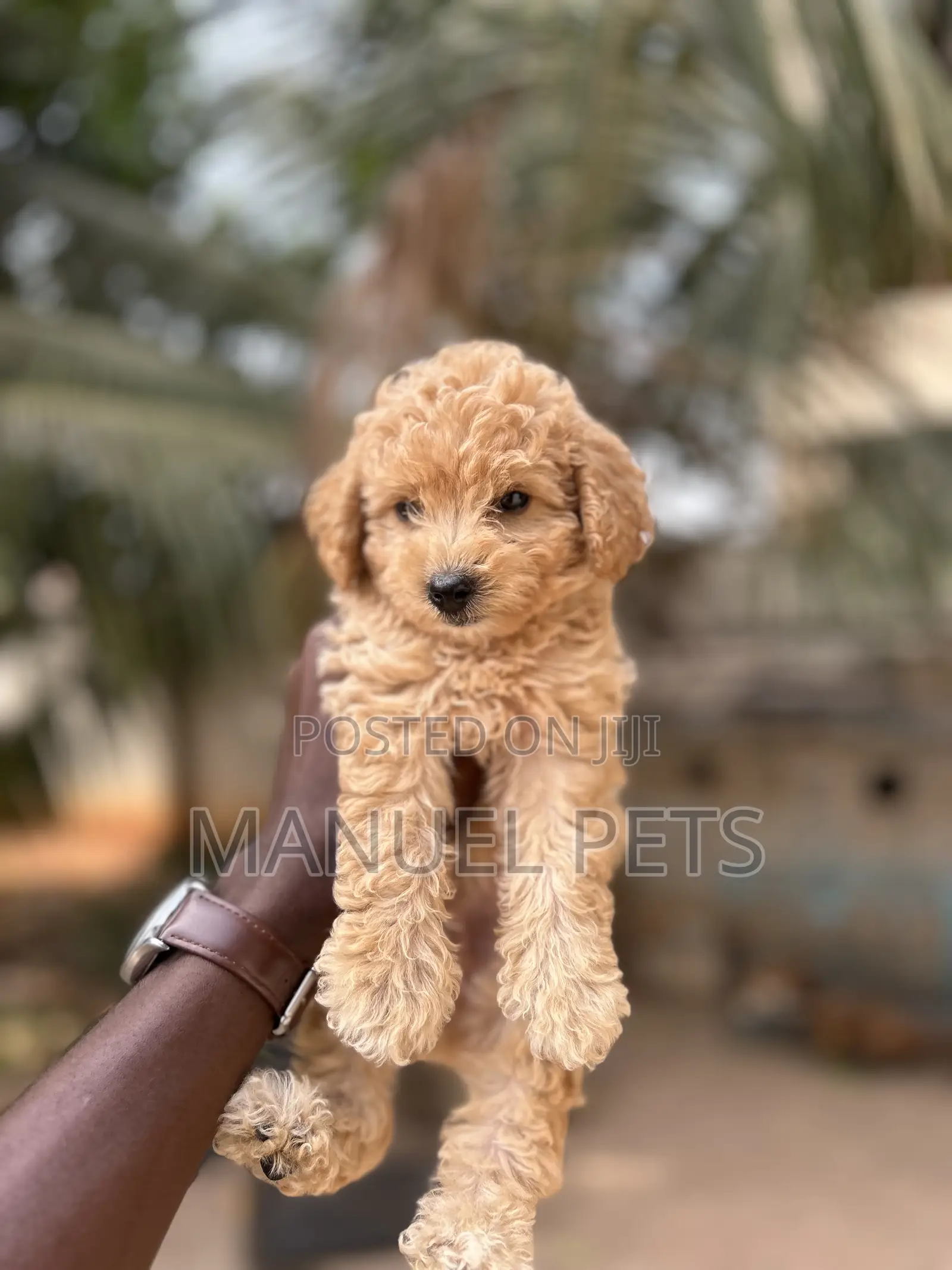 1-3 months Female Purebred Poodle