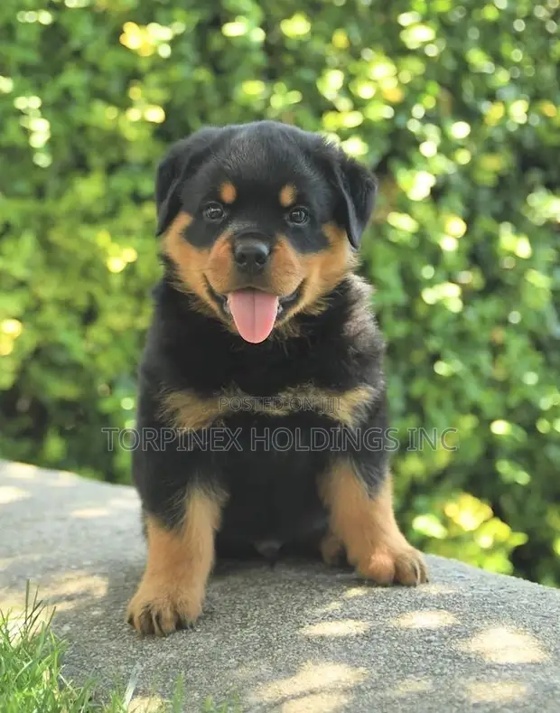 Cute Rottweiler Puppies Fluffy Rottweiler Puppy 1-3 Months Male