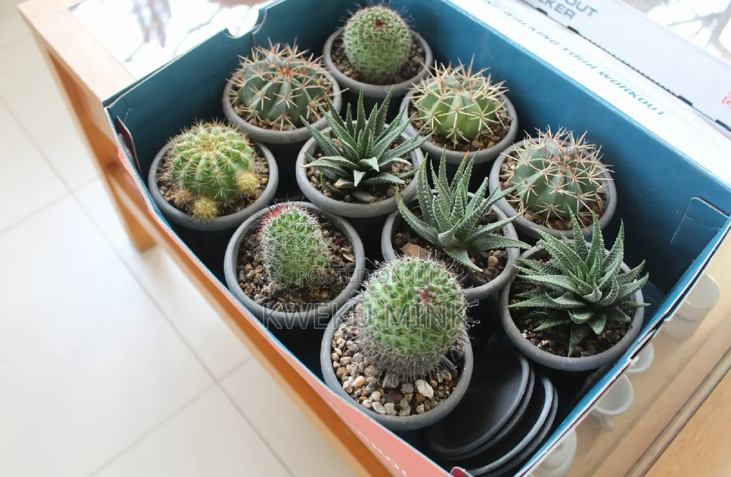 Exotic Cactus Plants