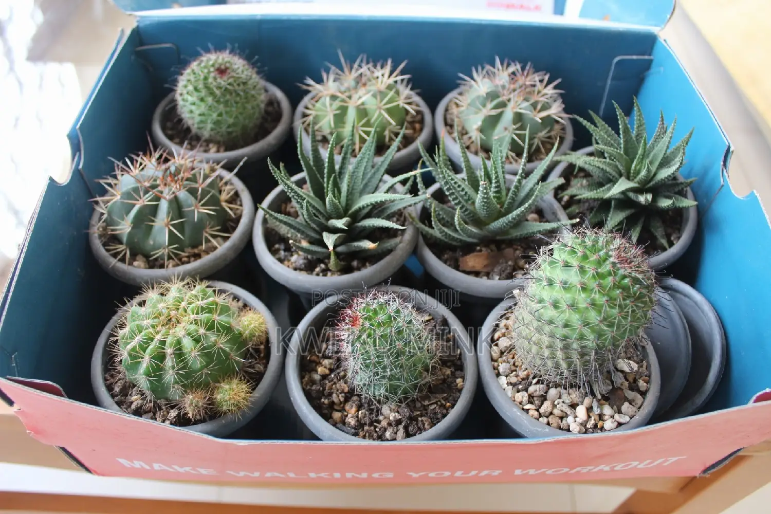Exotic Cactus Plants