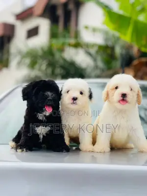 1-3 months Male Purebred Poodle