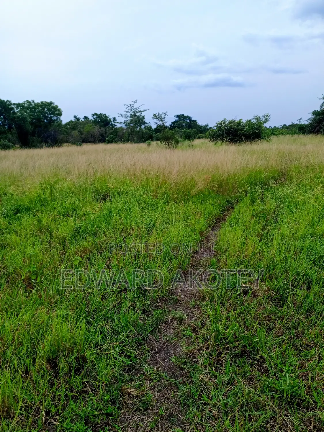 Over 5000 Acres of Farmland for Lease at Akuietey in Ho Municipal