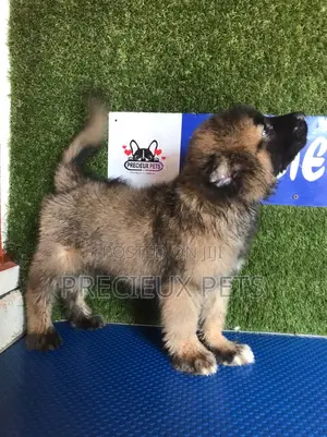 1-3 months Male Purebred Caucasian Shepherd