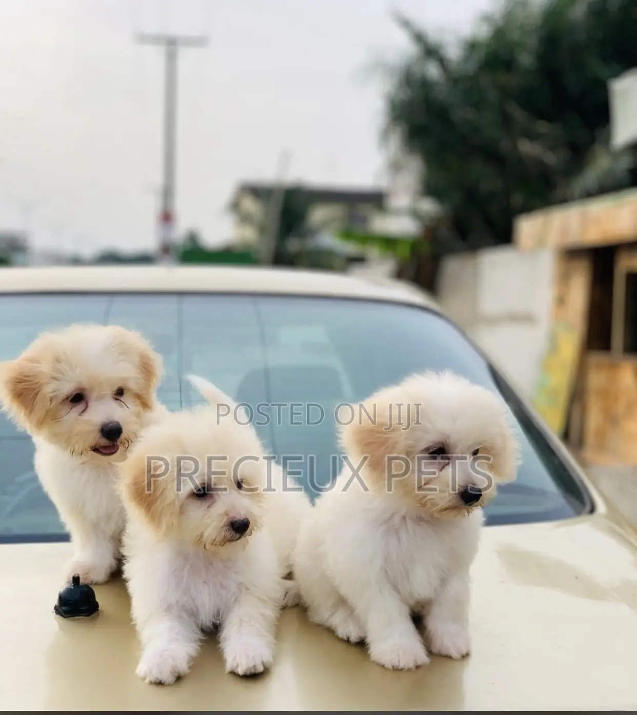 1-3 months Male Purebred Poodle