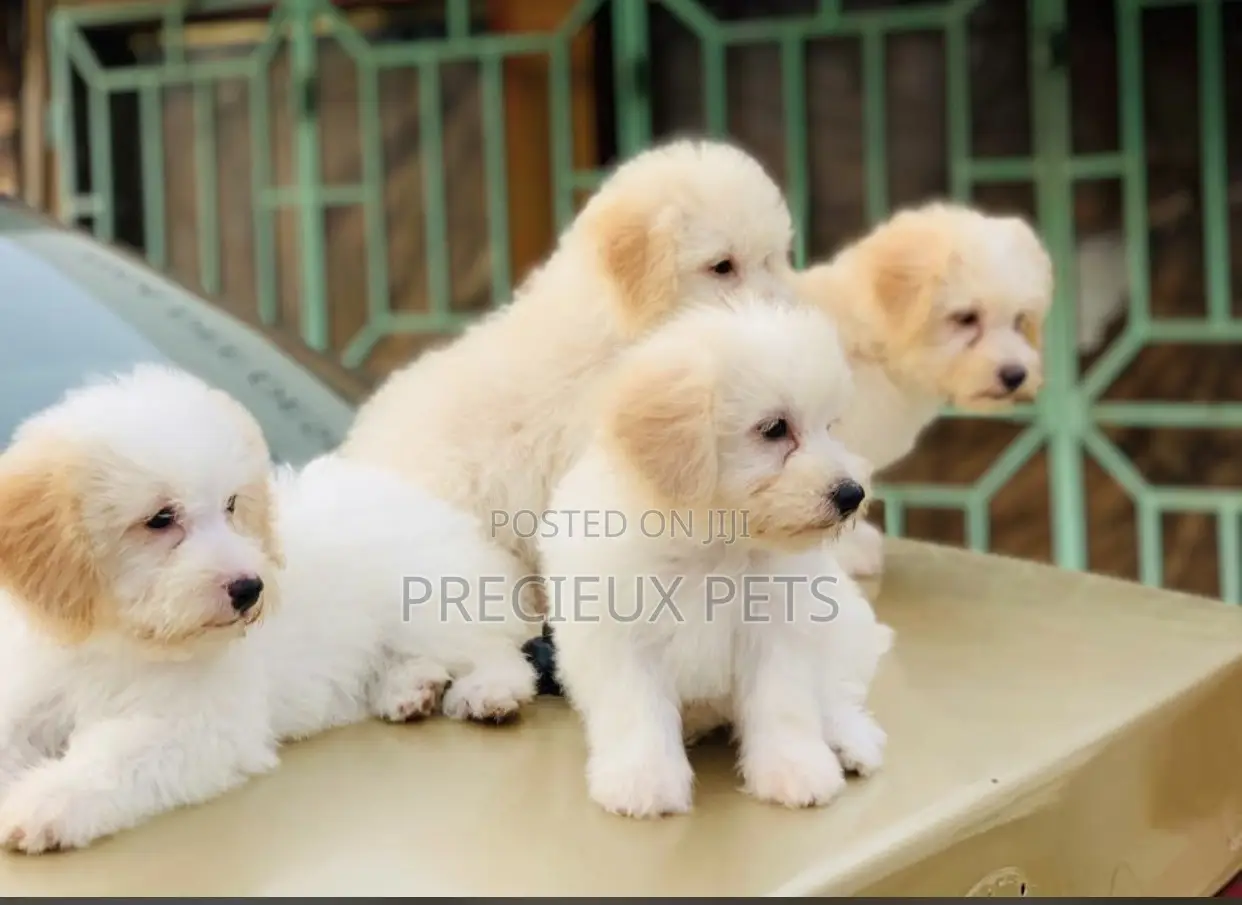 1-3 months Male Purebred Poodle