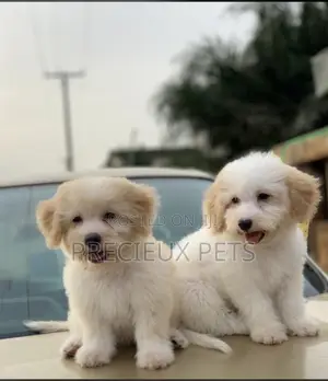 1-3 months Male Purebred Poodle