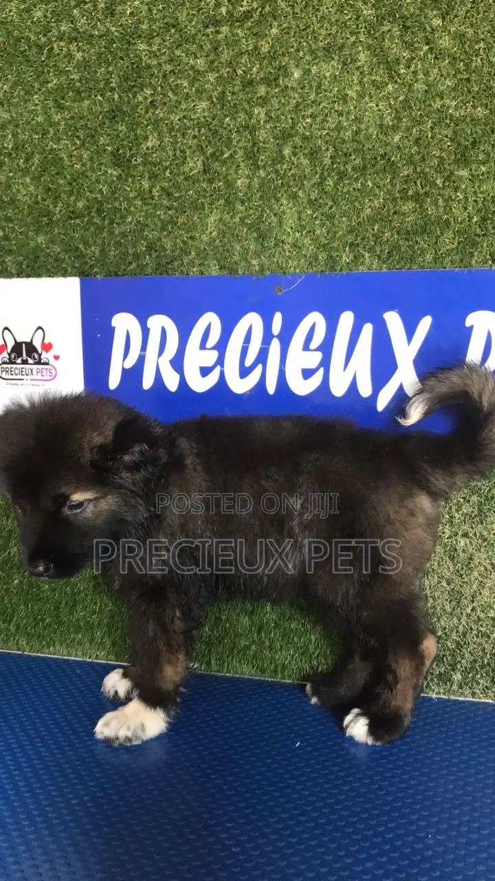 1-3 months Female Purebred Caucasian Shepherd
