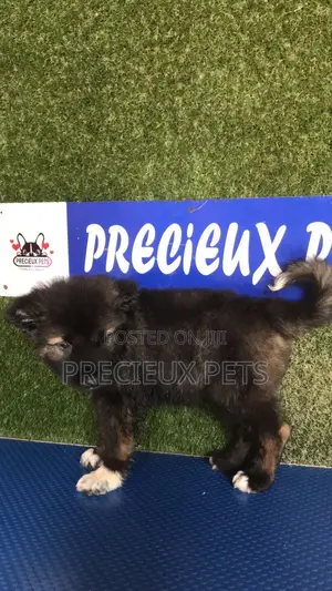 1-3 months Female Purebred Caucasian Shepherd