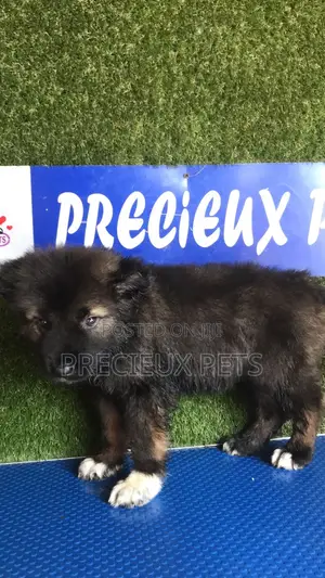 1-3 months Female Purebred Caucasian Shepherd