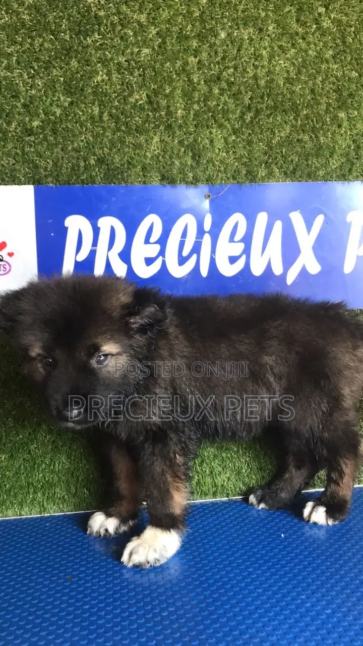 1-3 months Female Purebred Caucasian Shepherd