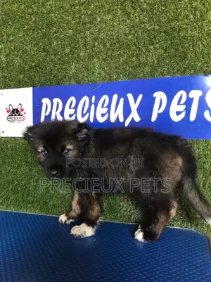 1-3 months Female Purebred Caucasian Shepherd