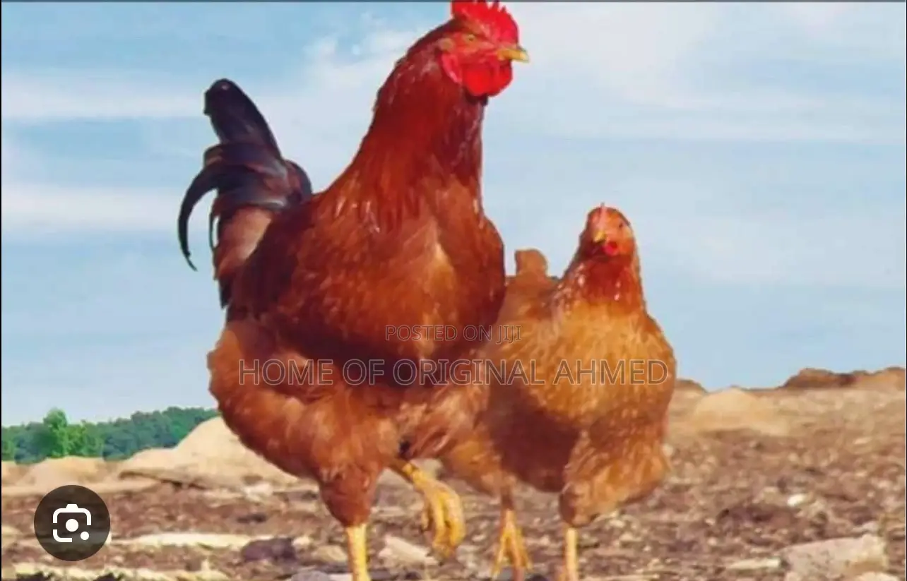All Dayold Chicks Available Pure Breeds From the Netherlands