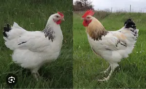All Dayold Chicks Available Pure Breeds From the Netherlands