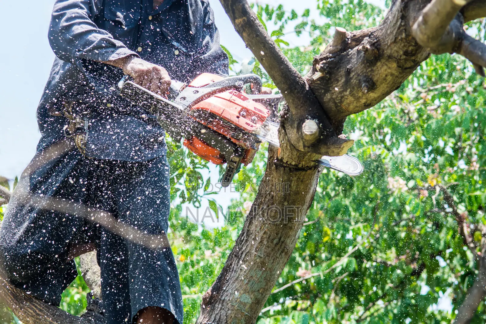 Tree Cutting