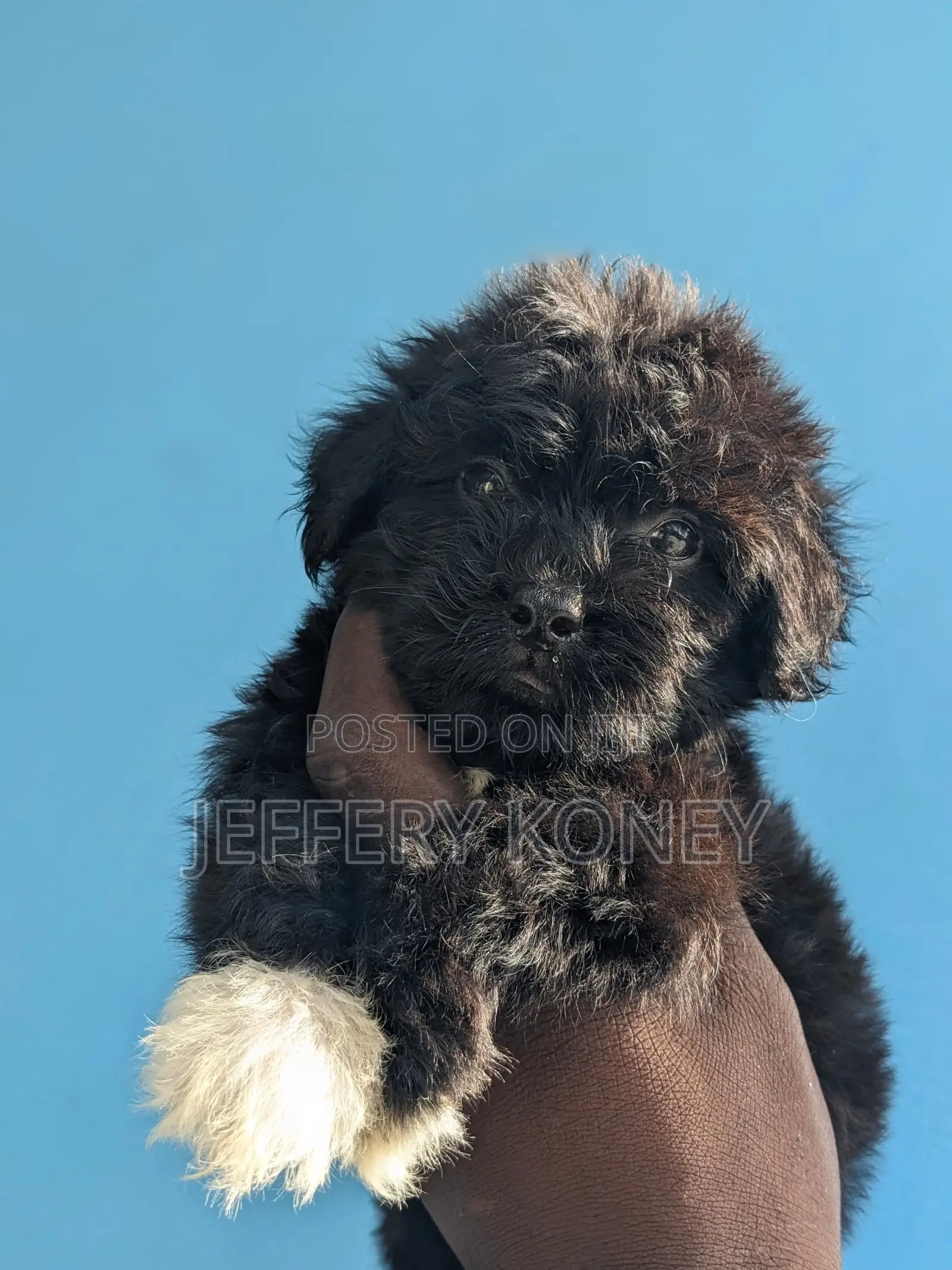 1-3 months Female Purebred Poodle