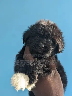 1-3 months Female Purebred Poodle