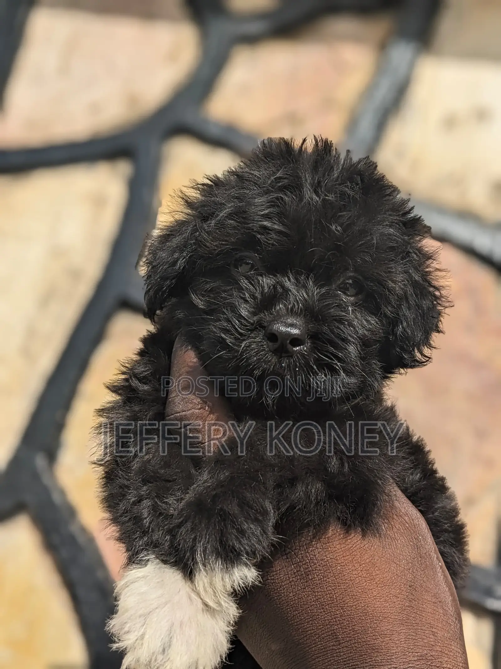1-3 months Female Purebred Poodle