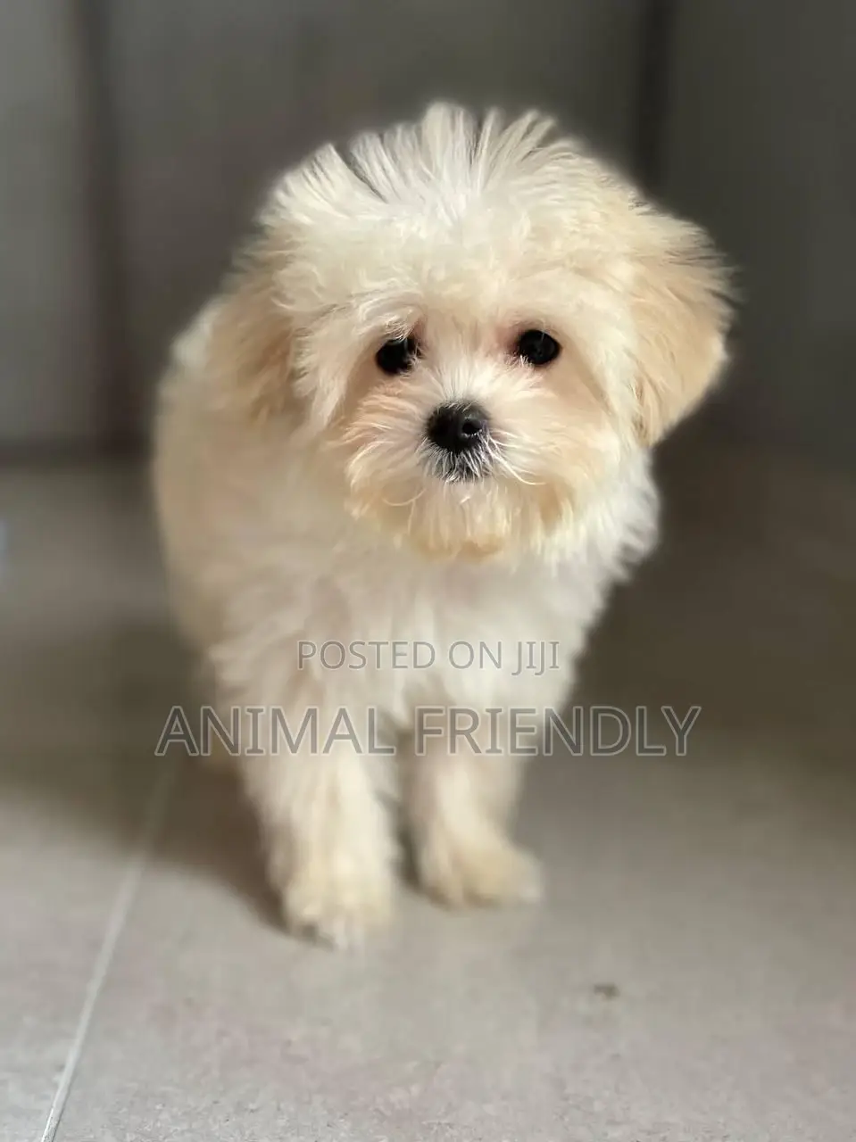 1-3 months Male Purebred Poodle
