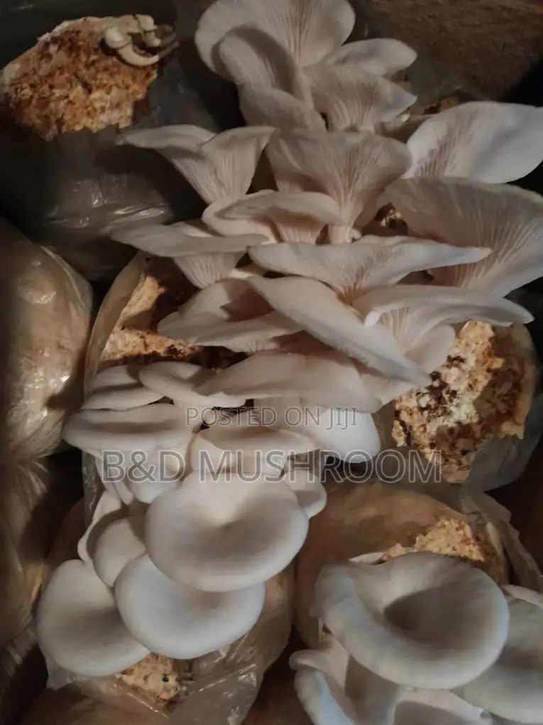 Oyster Mushroom Colorized Bags and Fruits for Sale