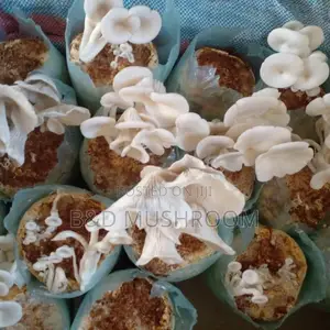 Oyster Mushroom Colorized Bags and Fruits for Sale