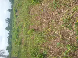 Farm Land for Sale