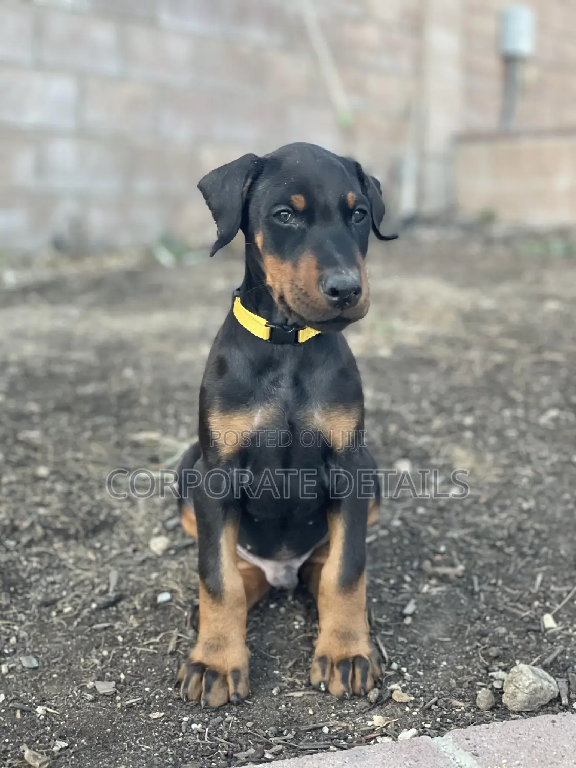 1-3 months Male Purebred Doberman Pinscher