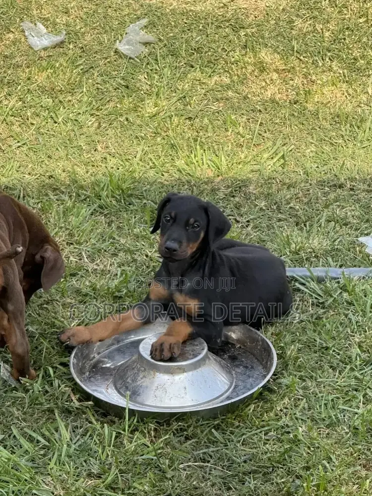 1-3 months Male Purebred Doberman Pinscher
