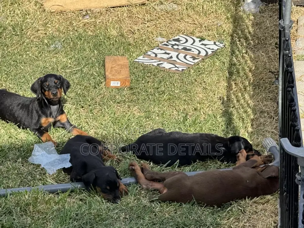 1-3 months Male Purebred Doberman Pinscher